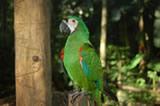 Chestnut fronted macaw