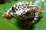 Clown tree frog