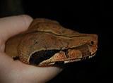 Red tailed boa head shot