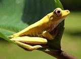 Spotted thighed treefrog