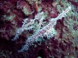 Ghost Pipefish