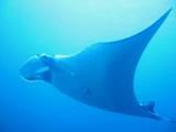 Manta Ray