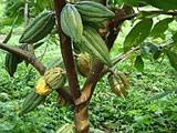 Cocoa fruits-chocolate!