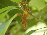 Tree frog on the move!