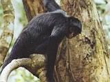 White-bellied Spider Monkey