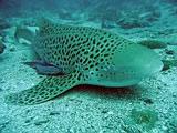Leopard shark and remora