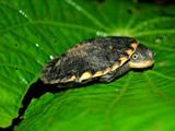 New species of Chelonia