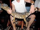 Rare Dwarf Caiman