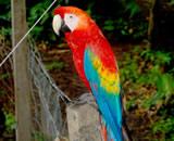 Released Scarlet Macaw