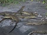 Baby crocodiles