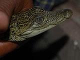 Crocodile close-up