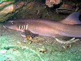 Bamboo shark