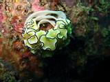 Nudibranch laying eggs