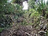 Partially Cleared Inca Road