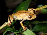 New Tree Frog Species