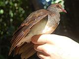Violaceous Quail-Dove