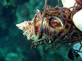 Entagled Sea Snails