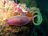 Nudibranch Laying Eggs