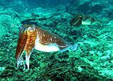 Pharoah Cuttlefish.jpg
