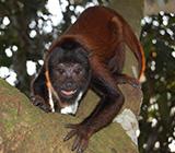 Baby Red Howler Monkey Exercising