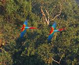 Macaws Seen From Canopy Platform