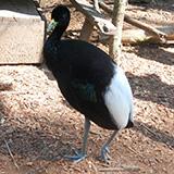 Pale Winged Trumpeter Awaiting Release