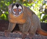 Released Night Monkey Looking For Food