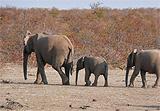 Elephants passing our camp
