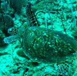 Hawksbill turtle