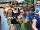 Crowding around the coral snake