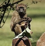 Baboon