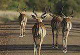 Impala