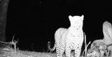 Leopard caught by sensor camera