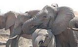 Thirsty elephants