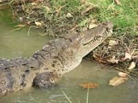 Crocodile