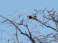 Scarlet macaw