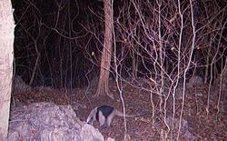 Northern Tamandua by sensor camera
