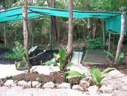 Nursery garden