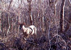 White-tailed deer by sensor camera