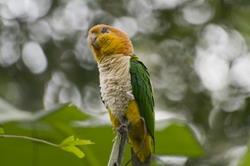 Bird at Taricaya
