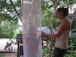 Butterfly Traps