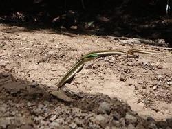 Green-Vine Snake
