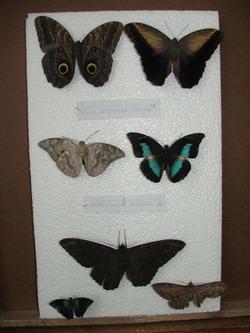 Mounted Butterfly