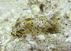 New nudibranch species