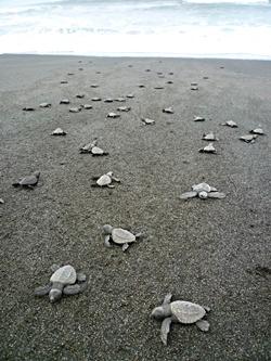 Baby turtles