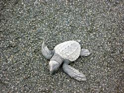 Close up of hatchling