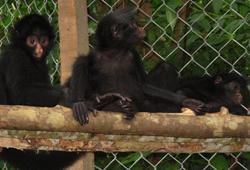 Spider monkeys Spider monkeys
