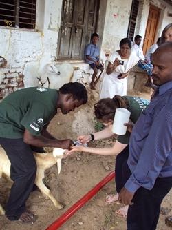 Veterinary outreach Veterinary outreach