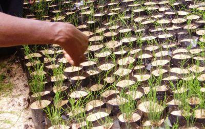 Tree nursery Tree nursery