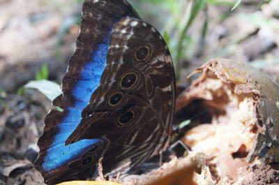 Blue Morpho Butterfly Blue Morpho Butterfly